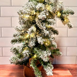 Enchanted Alpine Fir Tree – 24″ | Enchanted Mini Tree Kit Tree